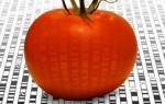GMO