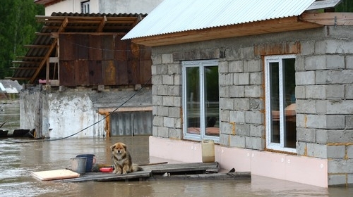 Poplave u Sibiru / Foto: Profimedia.rs