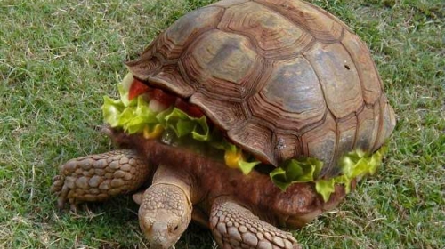 turtle