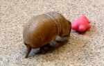 armadilo