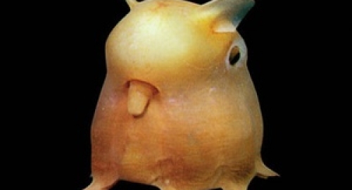 Jel ste gledali Pokemone? Liči, zar ne?