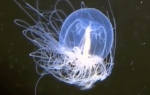 Meduza