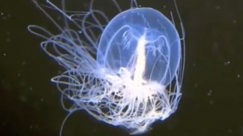 Meduza