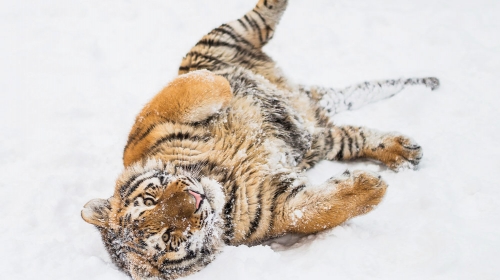 Tigar