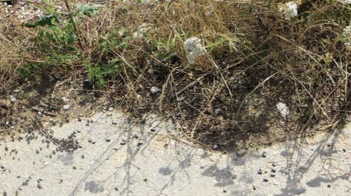 Livade i voćnjaci puni  štetočina: Kuršumlija