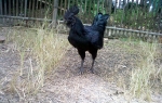 Crni petao: Ayam Cemani
