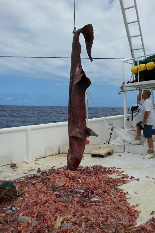 Ajkula goblin Foto: Carl Moore/ NOAA