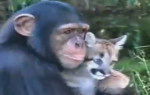 Sutra i Varli: Čudeni duo!