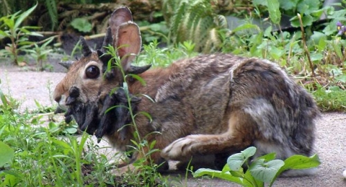 Izrasline uzrokuje papilomavirus