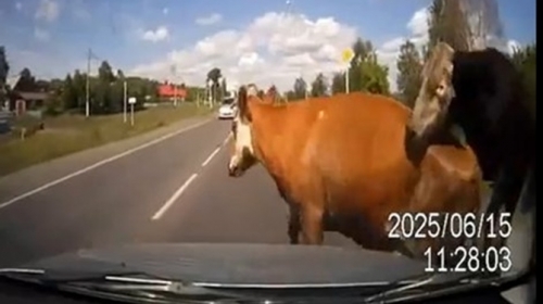 krave
