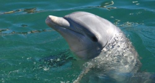 delfin