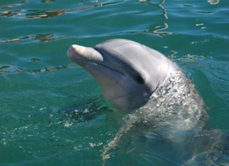 delfin