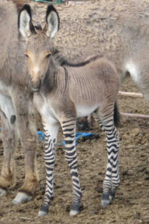Zebroid