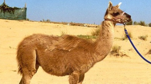 Lamila