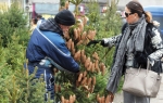 Kupila jelku  sa busenom, koju će zasaditi u bašti