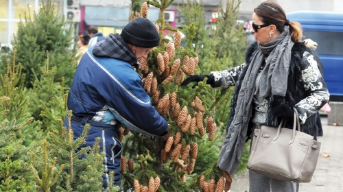 Kupila jelku  sa busenom, koju će zasaditi u bašti