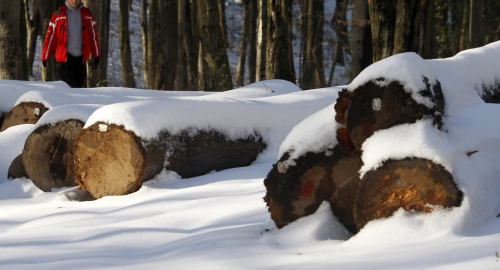 Sneg na Fruškoj Gori 3.1. | Foto: Tanjug/Jaroslav Pap