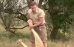 Lav pušta Šandora da mu masira šape