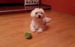 Maltezer | Foto: Facebook