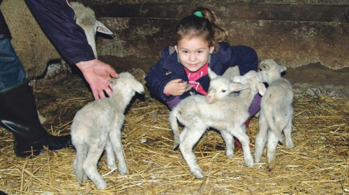 Najviše vole  da jedu iz  Nikolinine ruke
