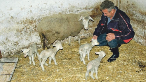 Nema tih para za koje bi ih prodao: Vladimir Tomić