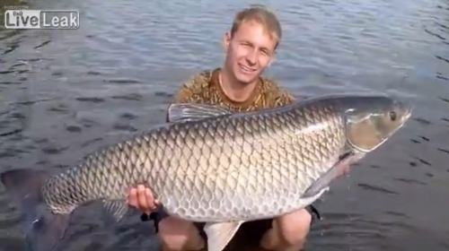 amur iz Černobila