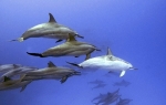 Delfini