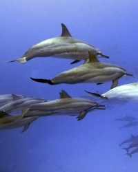 Delfini