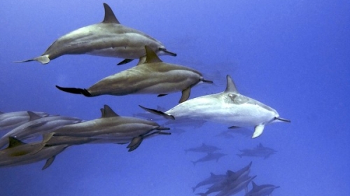 Delfini