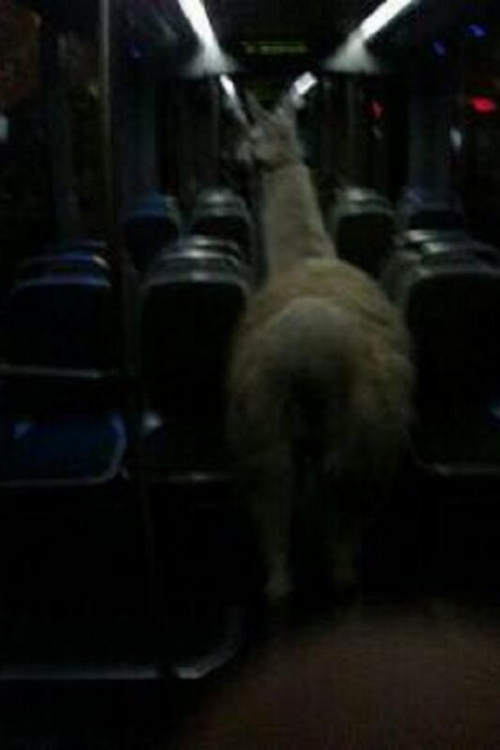 lama