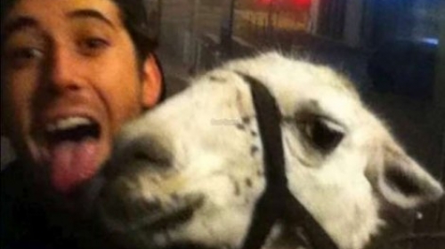 lama