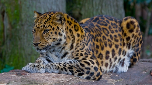 Amur leopard