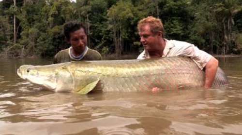 Arapaima je teška 113,4 kilograma