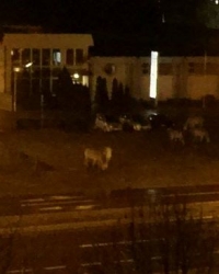 Konji šetaju Novim Sadom