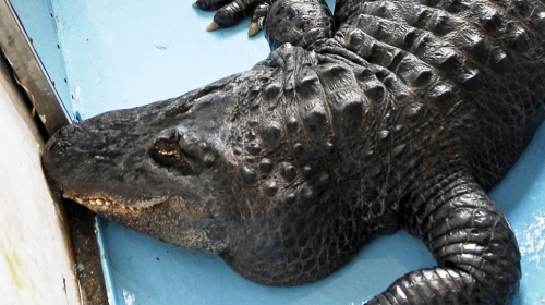 Aligator Muja!
