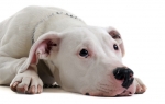 dogo argentino