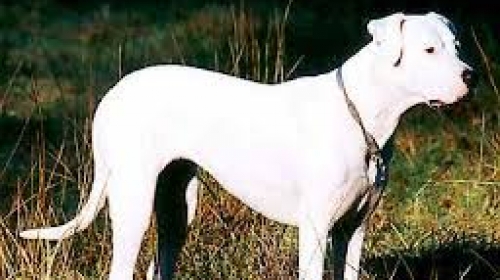 Dogo argentino