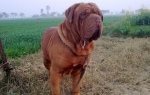 Bordoška doga