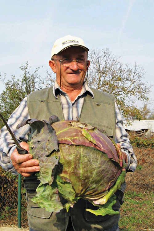 Od ove glavice kupusa,  veličine dve fudbalske lopte,  navodi Toma, može da se napravi bar 30 salata za goste, a vešta domaćica