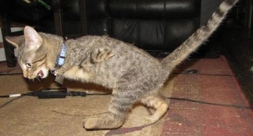 Merkjuri