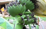 Banana rodila na Paliću