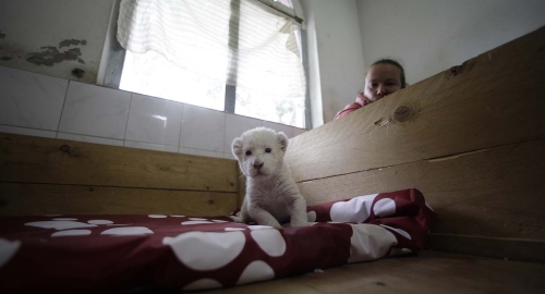 Beli lav Foto: AP