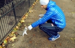 Nole i drugari