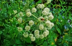 Anđelika (Angelica archangelica)