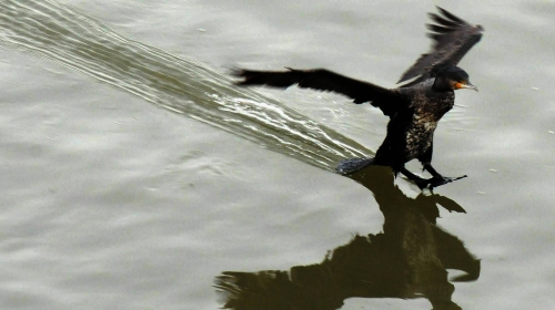 Kormoran