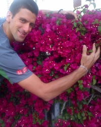 nole