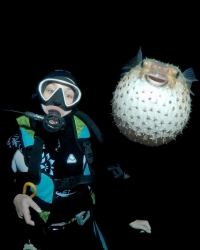 riba fugu