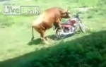 Bik i motor
