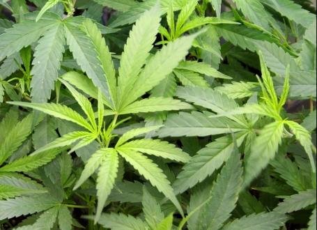 Marihuana