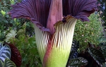 Muve se ne bi složile da smrdi: Amorphophallus titanum